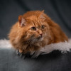 Шуня — тихая кошечка - фото 4