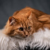 Шуня — тихая кошечка - фото 5