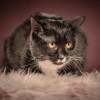 Котюлька — очаровательная молодая кошечка - фото 1