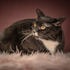 Котюлька — очаровательная молодая кошечка - фото 2