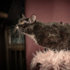 Котюлька — очаровательная молодая кошечка - фото 3
