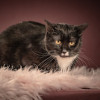 Котюлька — очаровательная молодая кошечка - фото 4