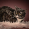 Котюлька — очаровательная молодая кошечка - фото 5
