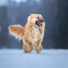 Дюшес — очень дружелюбный пёс - фото 4