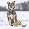 Хэппи — милашка, излучающая свет - фото 6