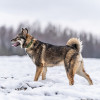 Хэппи — милашка, излучающая свет - фото 8