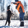 Гуччи — грациозный и задорный пёс - фото 6