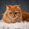 Шуня — тихая кошечка - фото 1