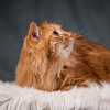 Шуня — тихая кошечка - фото 6