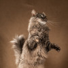 Лилу — пушистое сокровище - фото 4