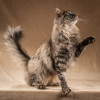 Лилу — пушистое сокровище - фото 7