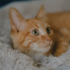 Морис — добродушный рыжик принесёт в дом уют и радость - фото 8