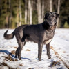 Гуччи — грациозный и задорный пёс - фото 8