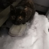 Замечена кошка - фото 1