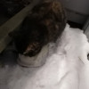 Замечена кошка - фото 2