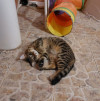 Подросшие котята - фото 1