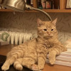 Вязка кота - фото 1