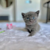 Котята в добрые руки - фото 1