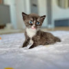Котята в добрые руки - фото 2