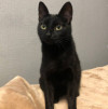 Пропала черная кошка Московская область - фото 1
