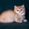 Котята золотая шиншила - фото 2