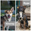 ЮПИТЕР и ВУДИ ждут ДРУЗЕЙ в приюте "ВЕЛЕС" - фото 1