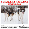 Москва, ВАО, пропала собака - фото 1