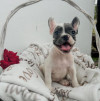 Щенки французского бульдога - фото 1