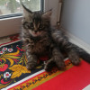 Котята даром - фото 1