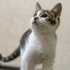Котенок 4месяца - фото 1