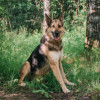 Идеальная спутница для тихих прогулок — Лунница - фото 5