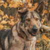 Ласковое солнышко Степашка ищет дом - фото 1
