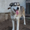 Пёс по кличке Тигр ищет любящего хозяина - фото 2