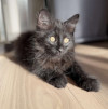 Ласковый, игривый котенок Саву ищет дом - фото 4