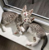 Очаровательные котята ищут дом - фото 3