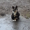 Молодая кошечка Люся ищет дом - фото 2
