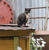 Молодая кошечка Люся ищет дом - фото 3