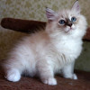 Ласковые мурчалочки невские маскарадные котята - фото 2