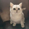 Британские котята - фото 1
