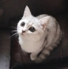 Британские котята - фото 2