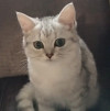 Британские котята - фото 3