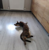 Продам кота, бенгальский. Коту 2 года,не кастрированный - фото 1