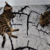 Продам кота, бенгальский. Коту 2 года,не кастрированный - фото 2