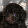 Той-пудель щенки - шоколадные. СПб - фото 2
