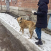 В добрые руки - фото 1