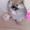 Померанский шпиц мини мишка - фото 1