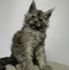 Котенок Мейн Кун - фото 1