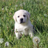 Щенки лабрадора в Калининграде - фото 1