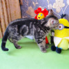 Котята - фото 2