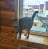 Котики - фото 2